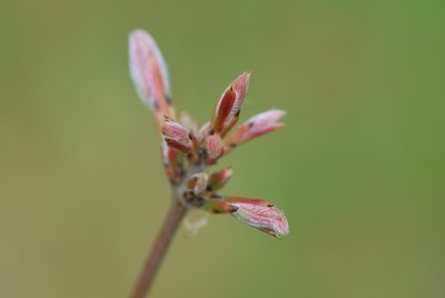 Acer griseum - javor šedý - jarní výhonky